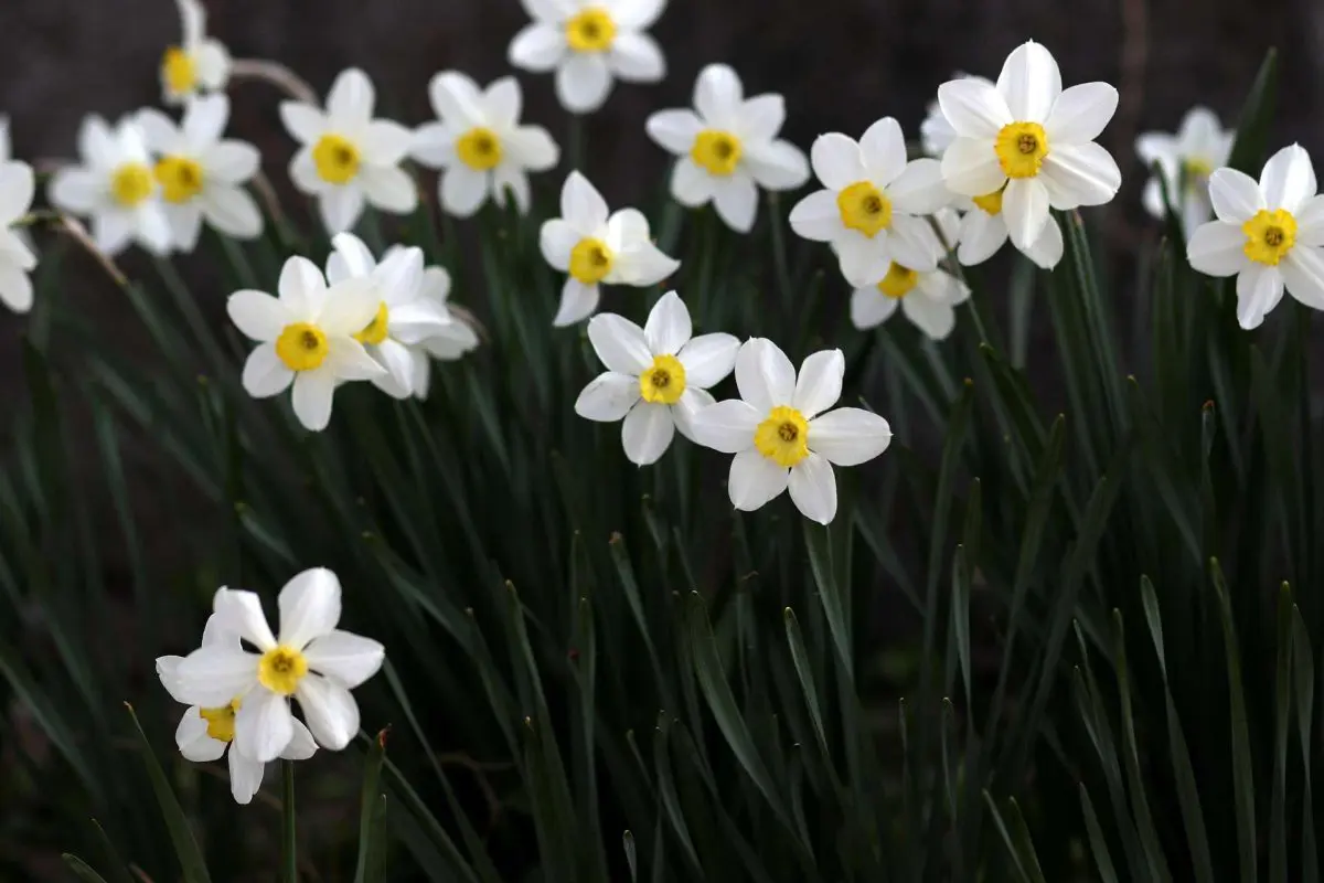 spring daffodils