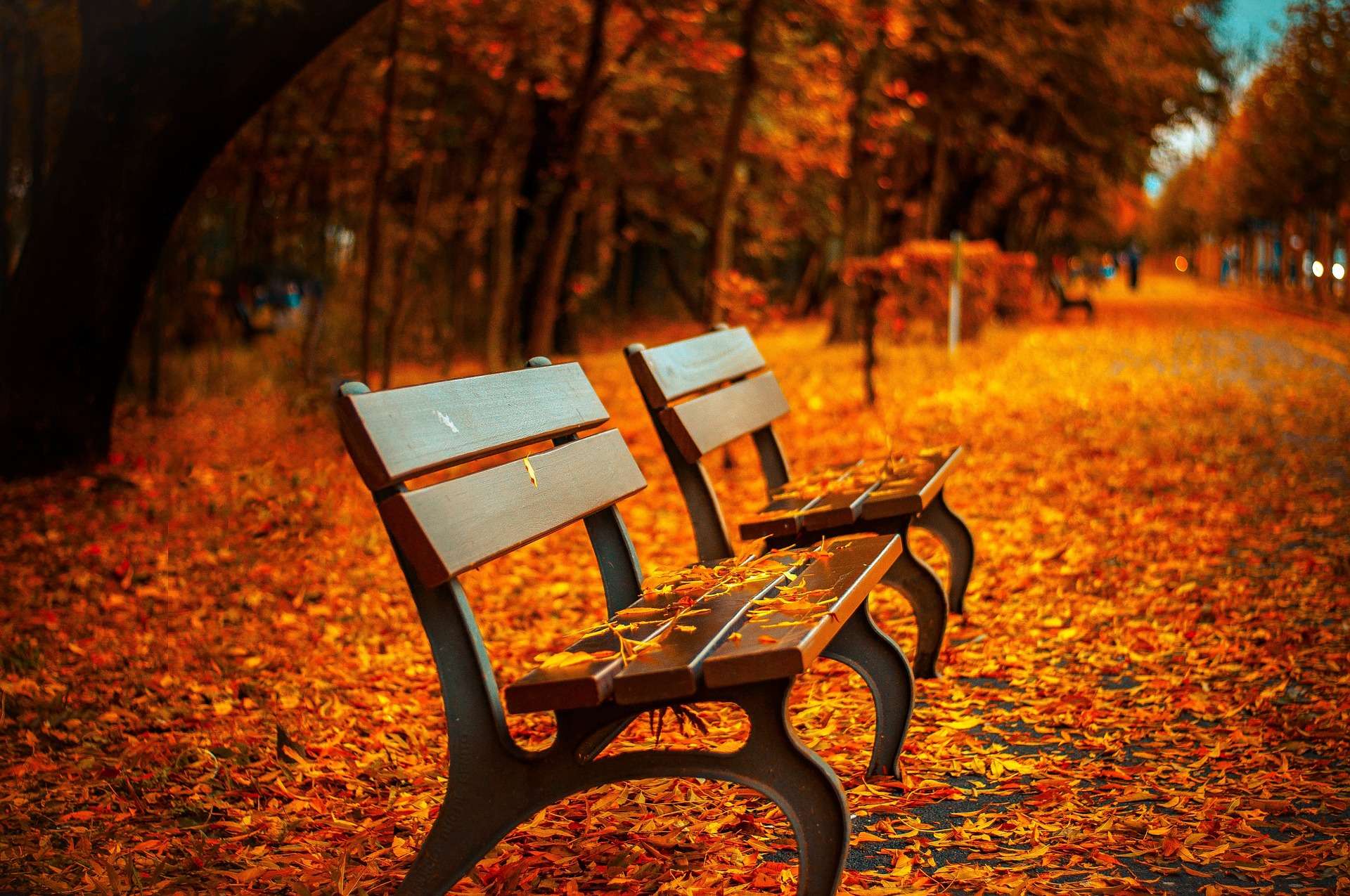fall leaves