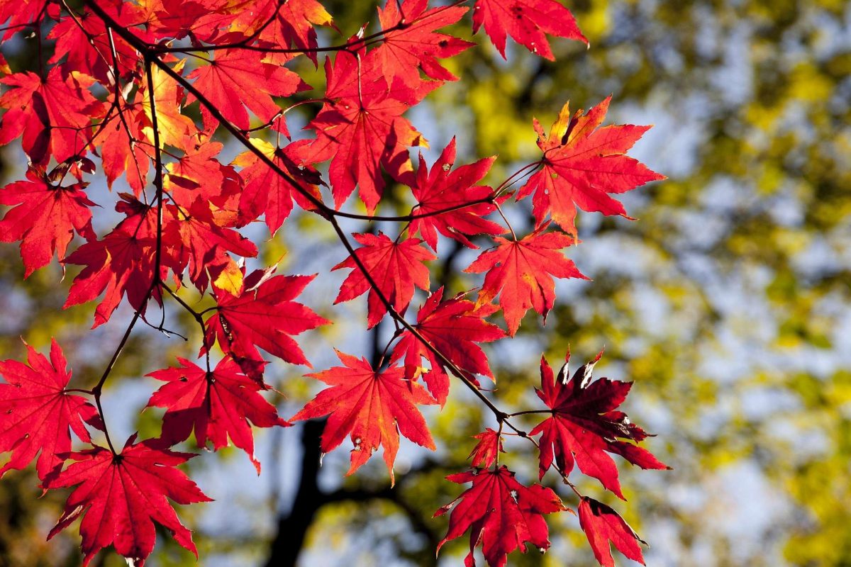 fall leaves